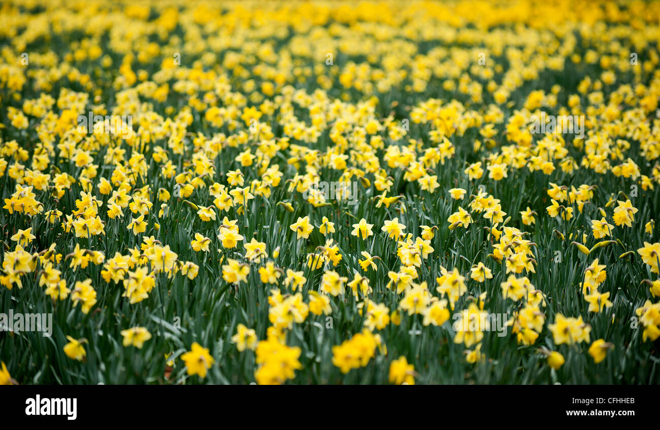 Cornish daffodils hires stock photography and images Alamy