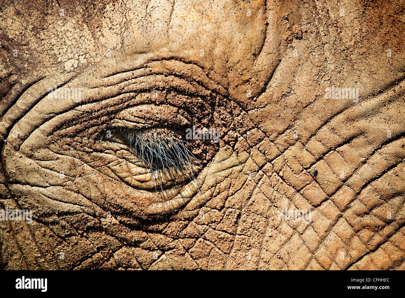 African elephant close up of face, Cabarceno, Spain Stock Photo