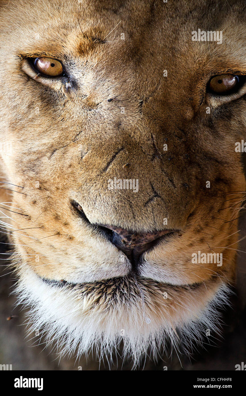 African lion portrait, South Africa Stock Photo