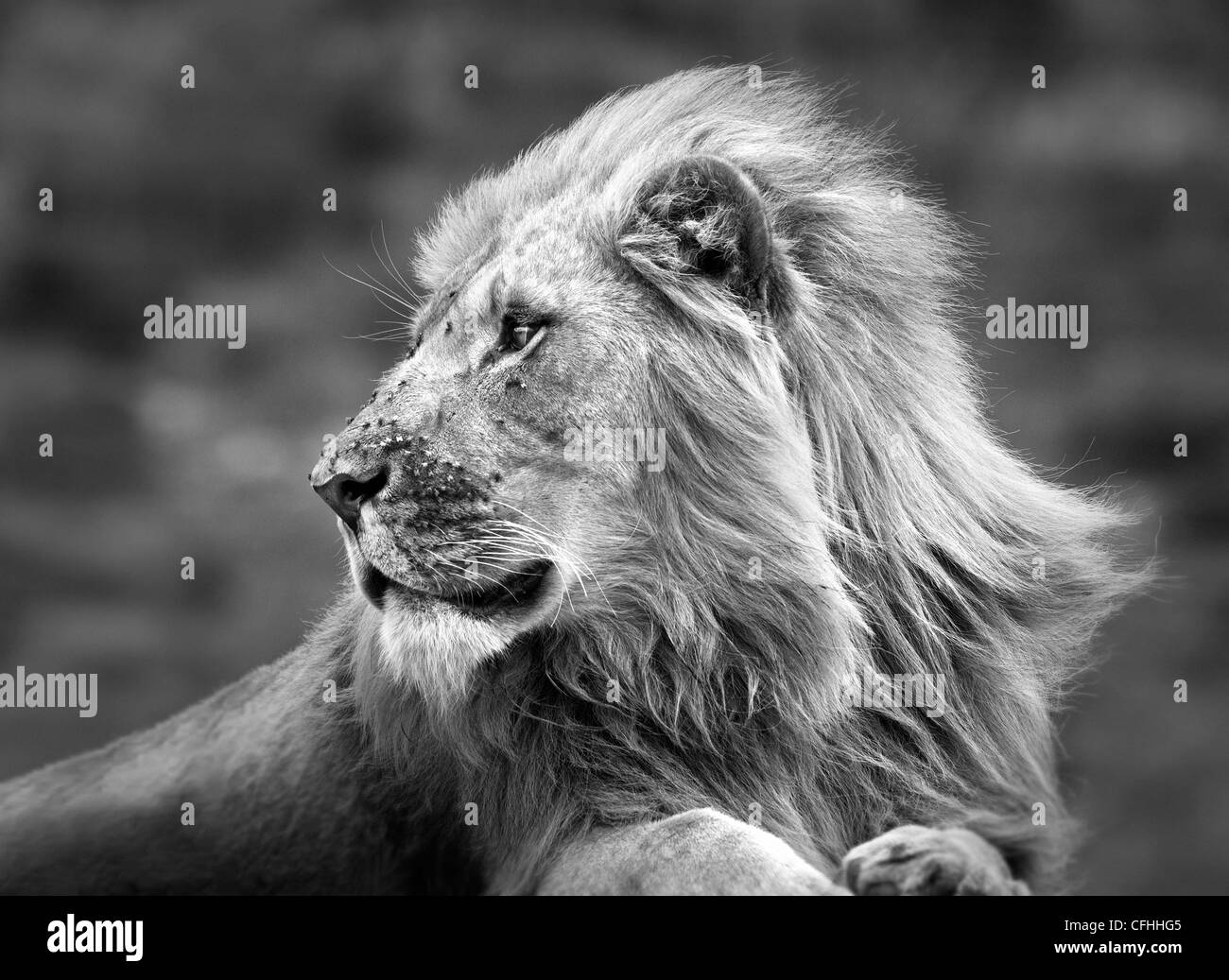 African lion portrait, South Africa Stock Photo