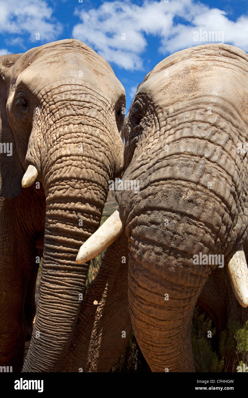 Close up of two african elephants, South Africa Stock Photo