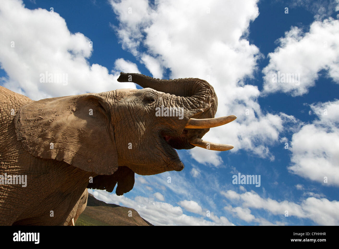 African elephant against the sky, South Africa Stock Photo