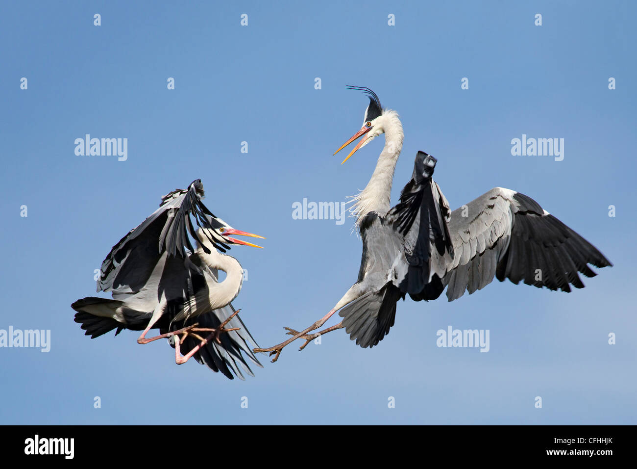Two great blue heron fighting for the territory, Cantabria, Spain Stock Photo