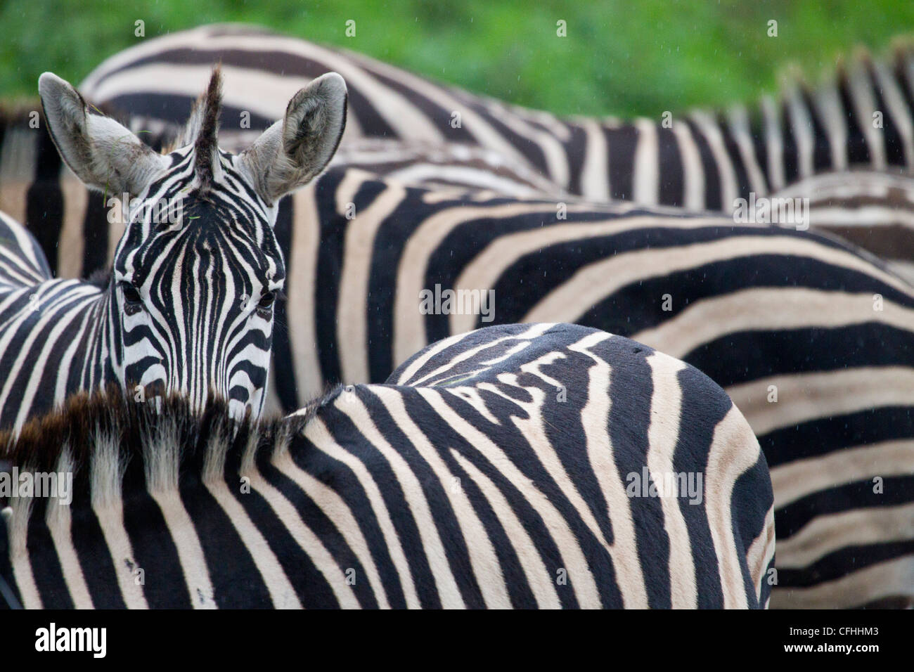 Burchell's zebras  in the rain, Cabarceno, Spain Stock Photo