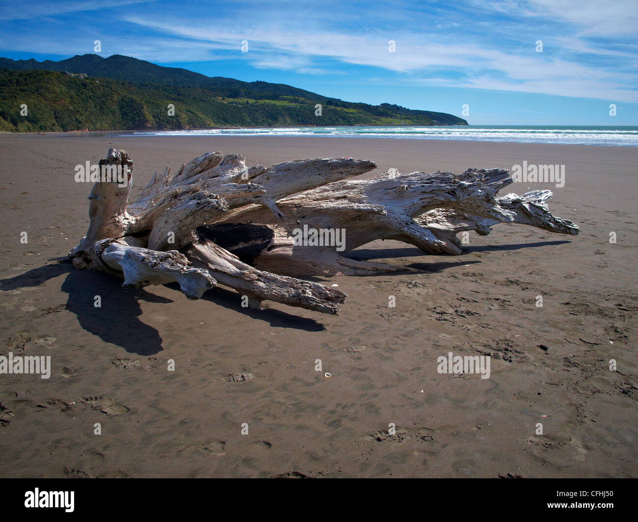 Driftwood on Raglan beach New Zealand Stock Photo Alamy