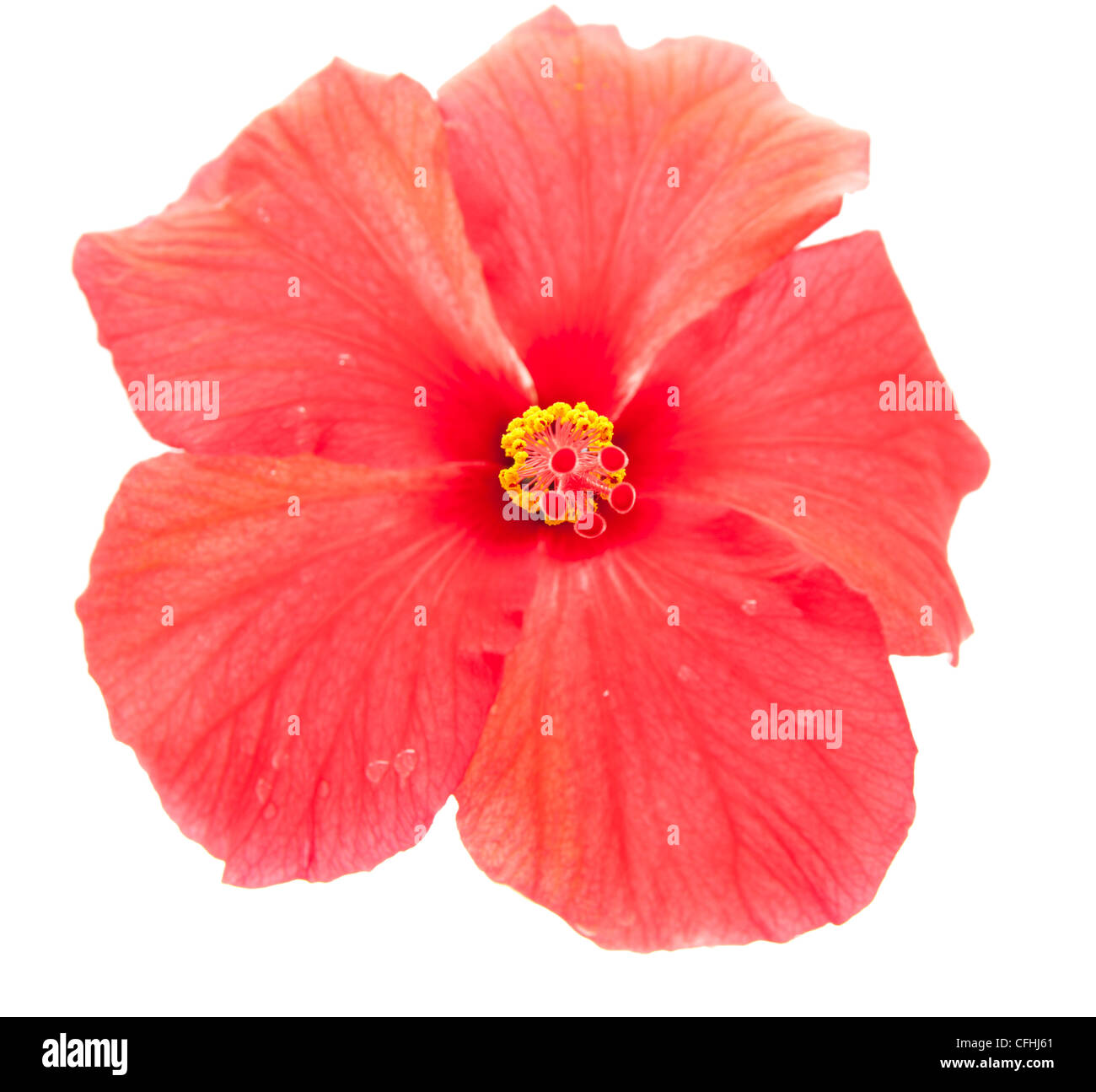 Bunga Raya Malaysia Flower High Resolution Stock Photography and