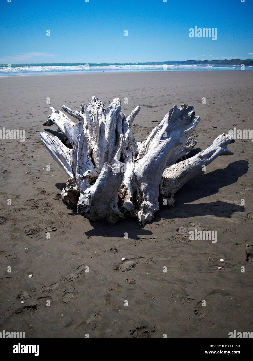 Driftwood on Raglan beach New Zealand Stock Photo Alamy