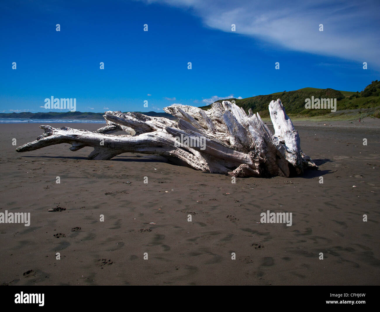 Driftwood on Raglan beach New Zealand Stock Photo Alamy