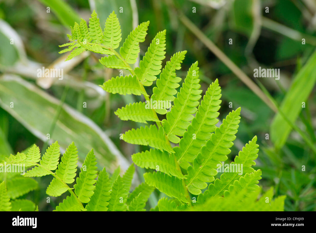 Plant green leaves fern hi-res stock photography and images - Alamy