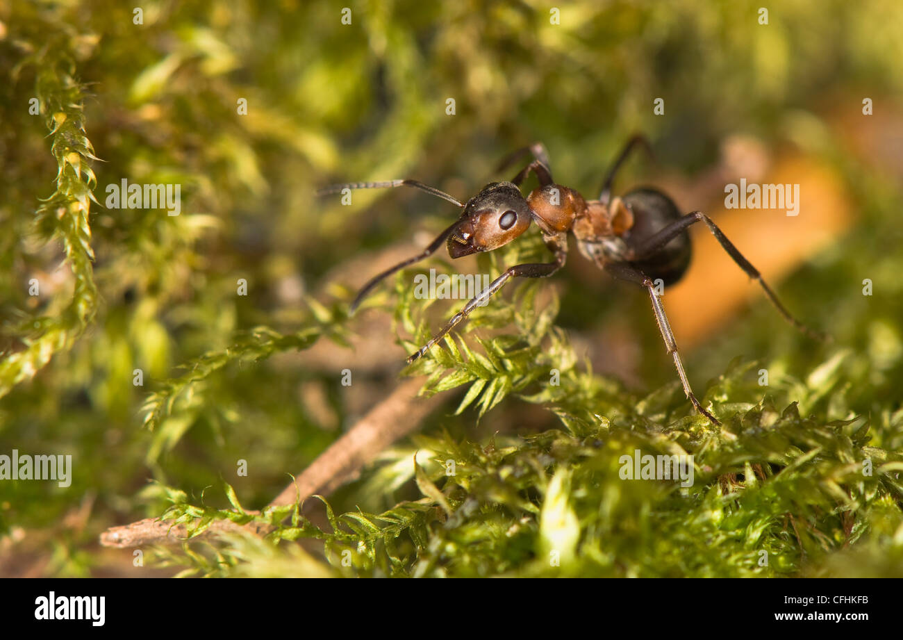 Workman Insect Teamwork animals hi-res stock photography and images - Alamy