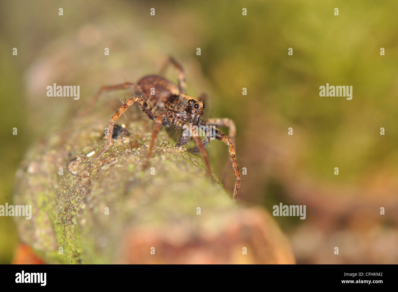 Spider Pardosa Stock Photo Alamy