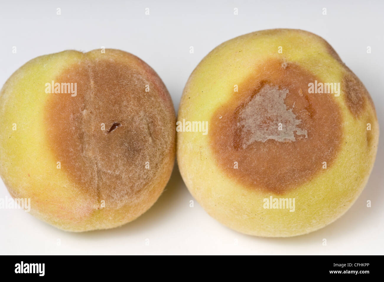 Fungal disease brown rot on peaches hires stock photography and images