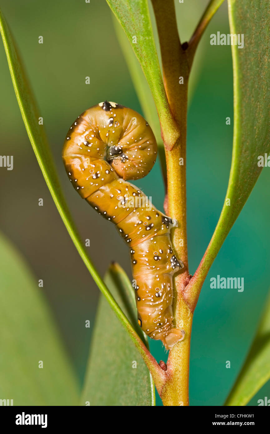 Australian grevillea looper caterpillar Stock Photo