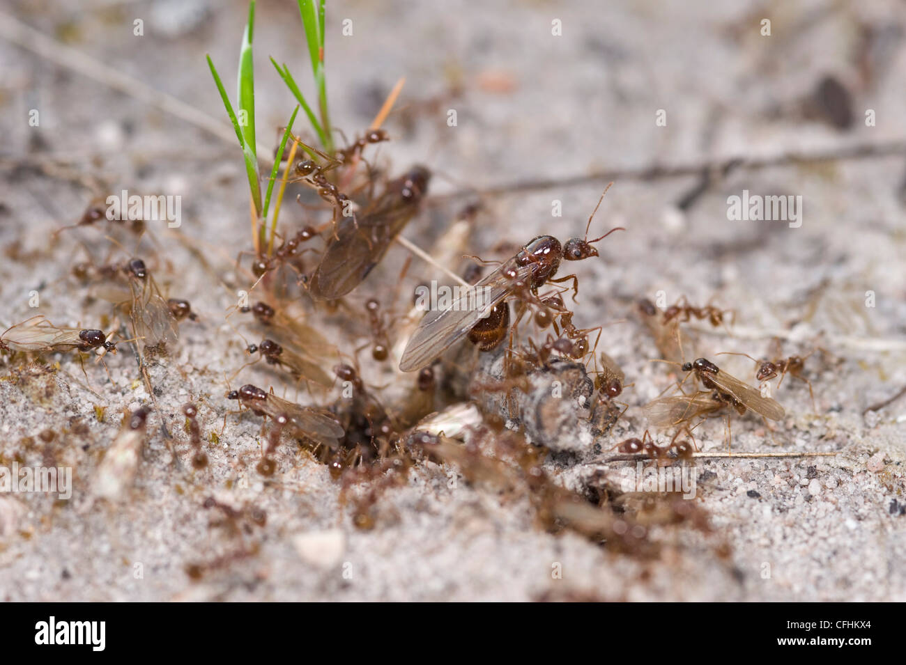 Winged ants about to fly from nest with help of worker ants Stock Photo