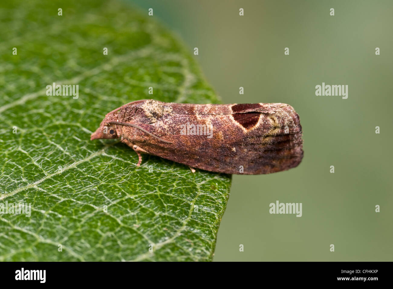 Macadamia nutborer moth Stock Photo Alamy