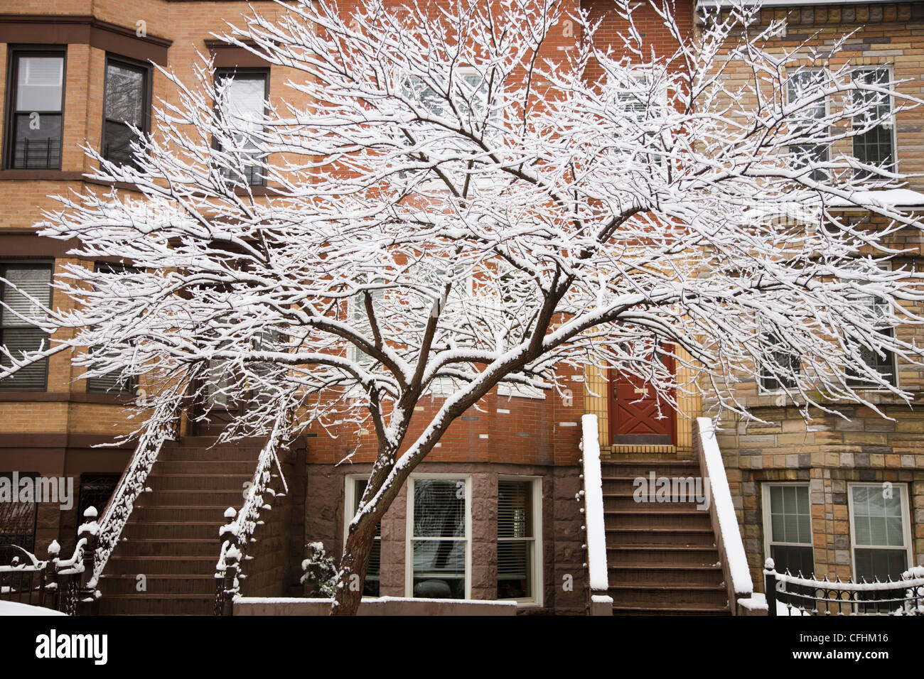 Snow covered tree in front of row house. Greenpoint, Brooklyn. New York
