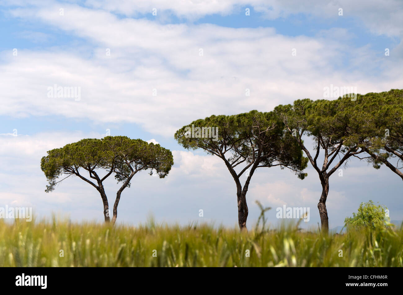 Tuscany, Maremma landscape (Pinus pinea) Stock Photo