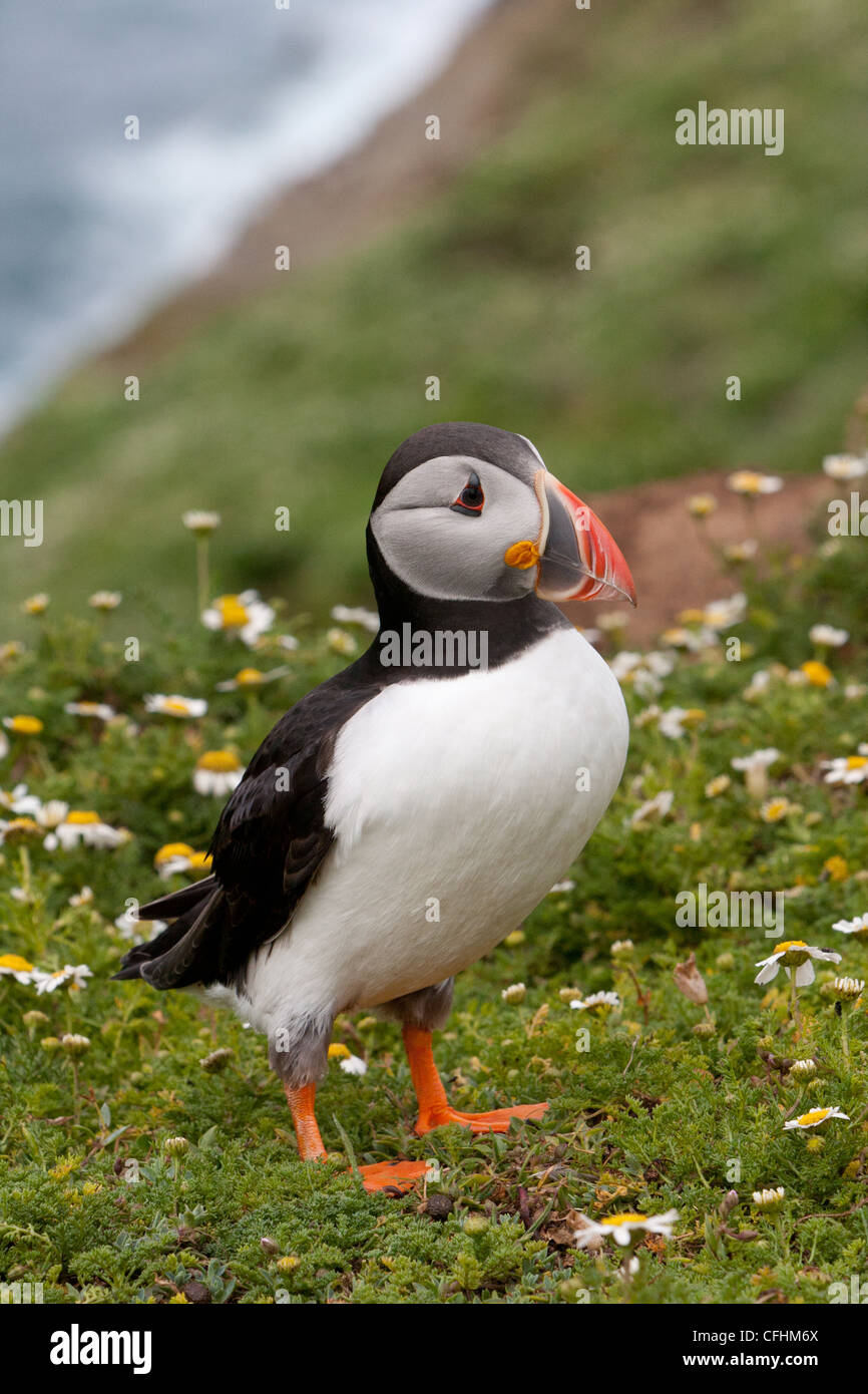 Atlantic Puffin on cliff with summer flowers Stock Photo