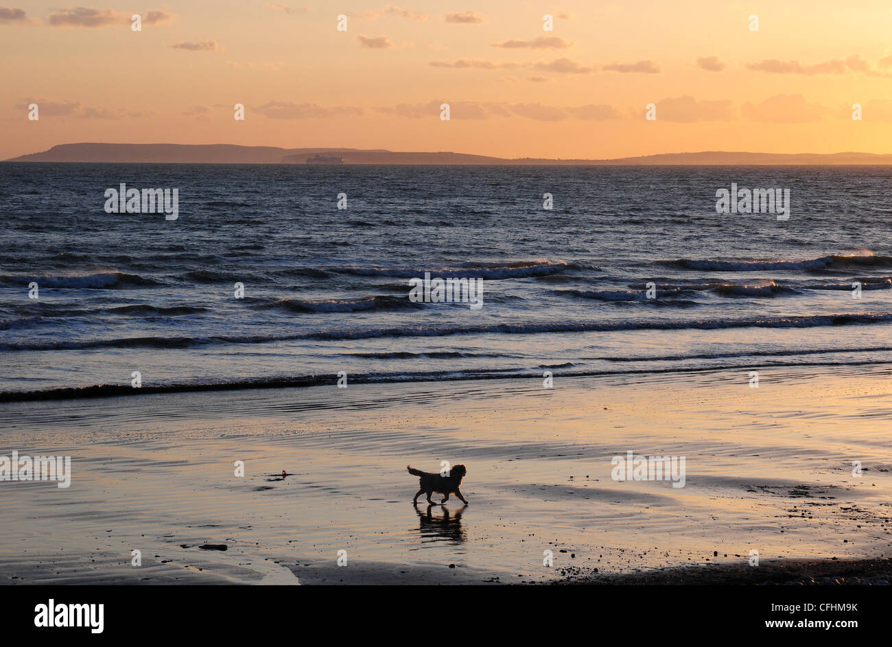 Dog on the beach at sunset. Bracklesham Bay. Isle of Wight beyond Stock