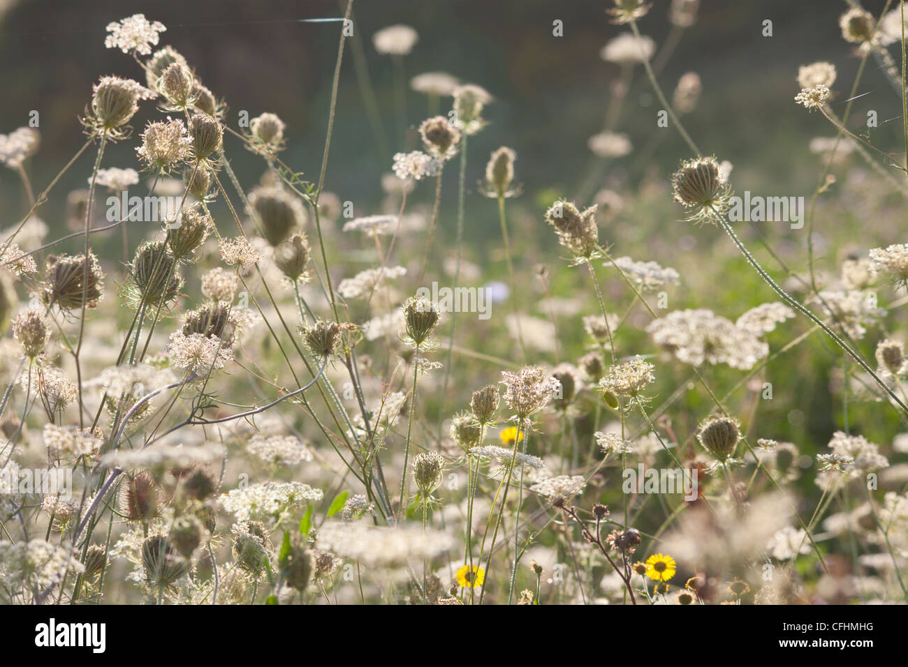 Italian wild flowers hi-res stock photography and images - Alamy
