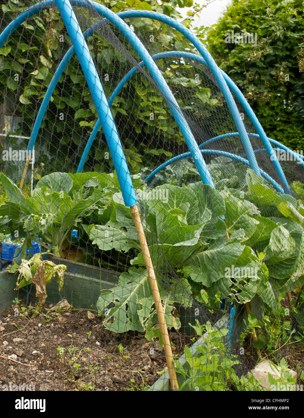 Cabbage netting hires stock photography and images Alamy