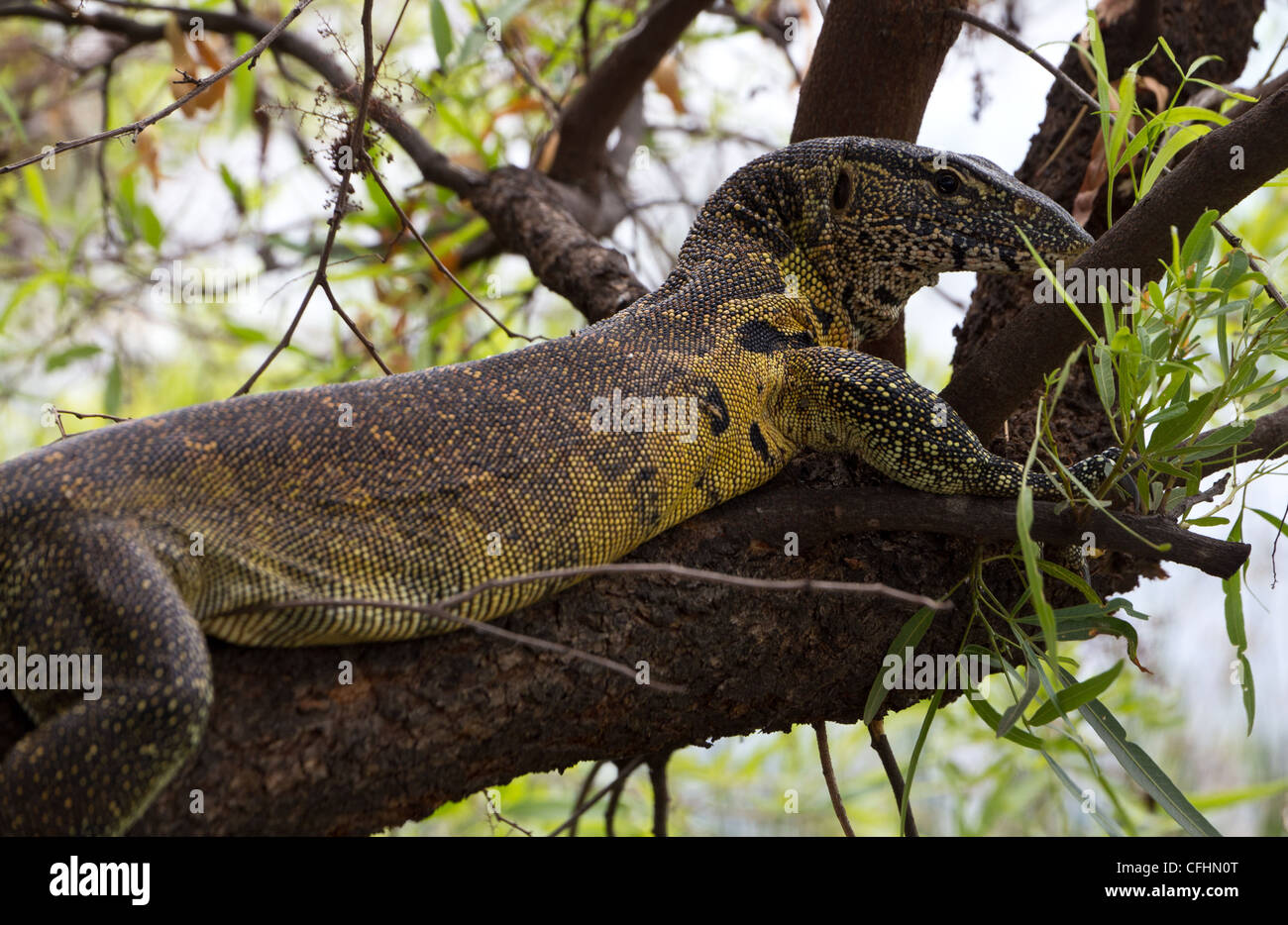 Nile monitor lizard in a tree Stock Photo