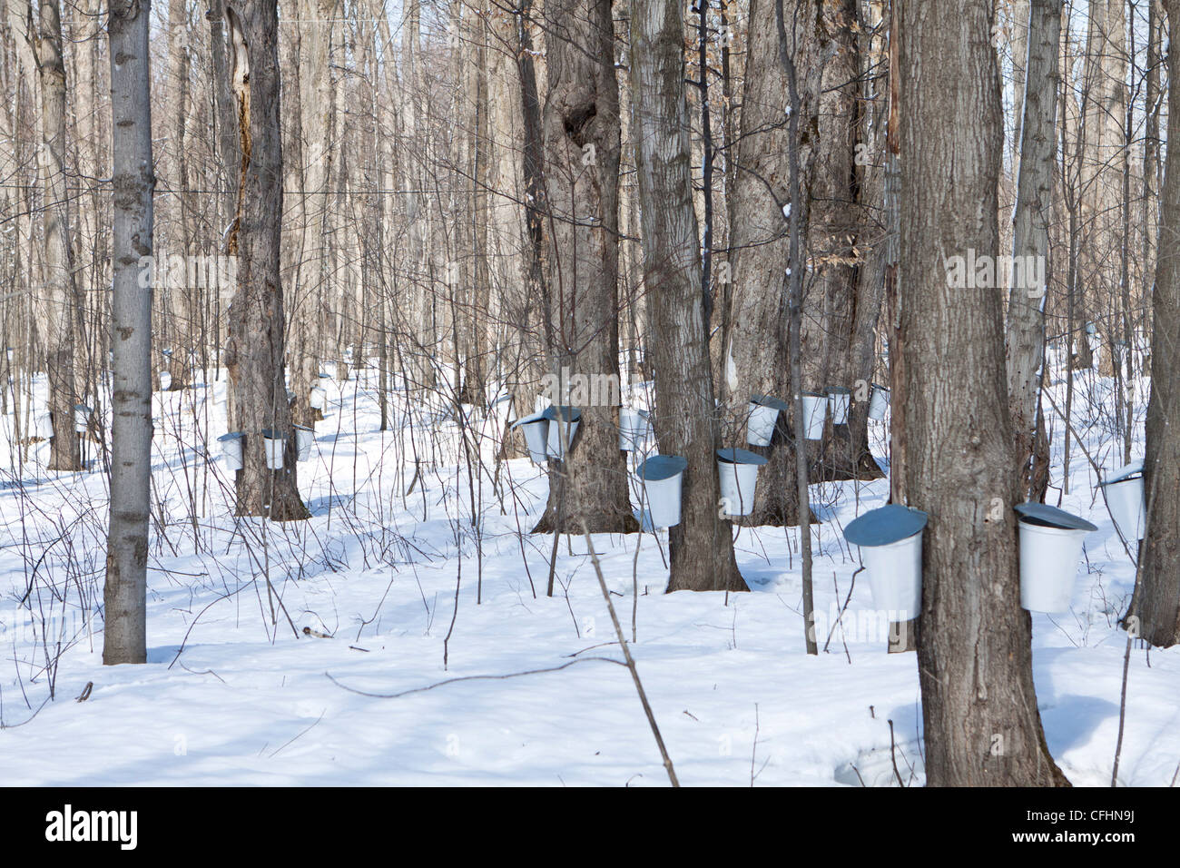 Maple tree sap collected in pails, maple syrup Quebec Stock Photo - Alamy
