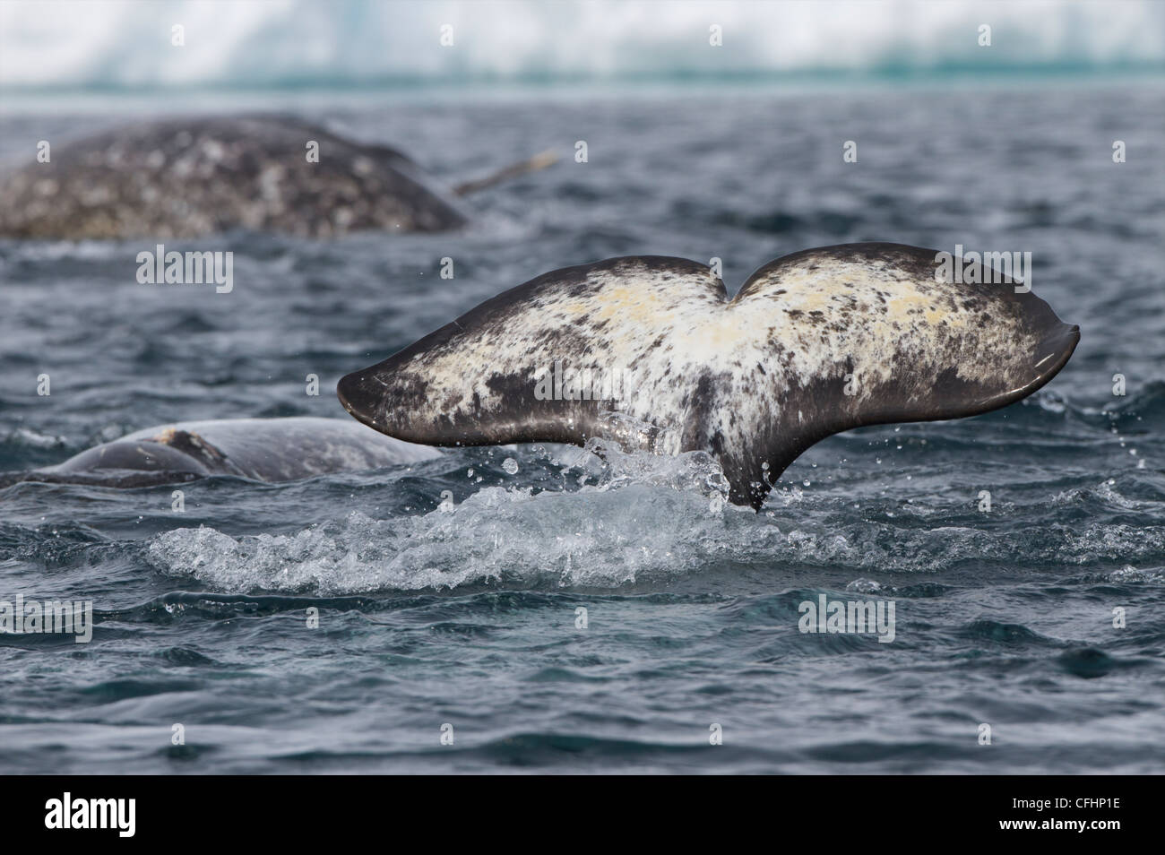 Narwhal (Monodon monoceros) off the floe edge ice of the Canadian arctic in  Admiralty Inlet, Baffin Island, Nunavut, Canada. Todd Mintz Photography  Stock Photo - Alamy