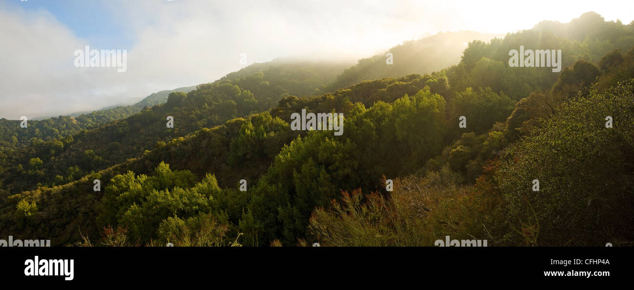 Panorama of typical Central California woodlands on a foggy morning Stock Photo