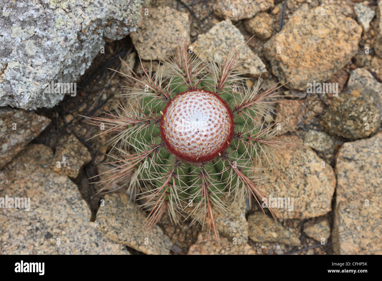 Melocactus zehntneri,  Cactus zehntneri, Cactaceae, Angiospermae Stock Photo
