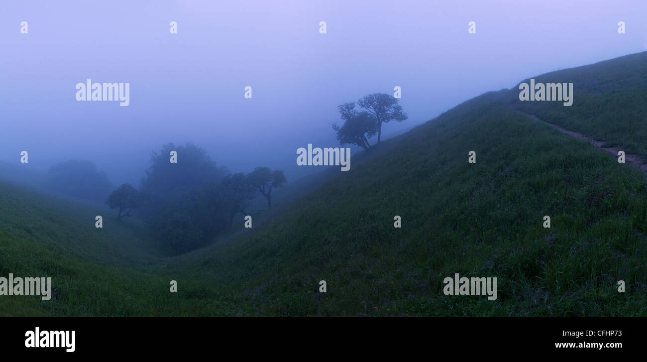 Beautiful trees on field on a foggy evening Stock Photo - Alamy