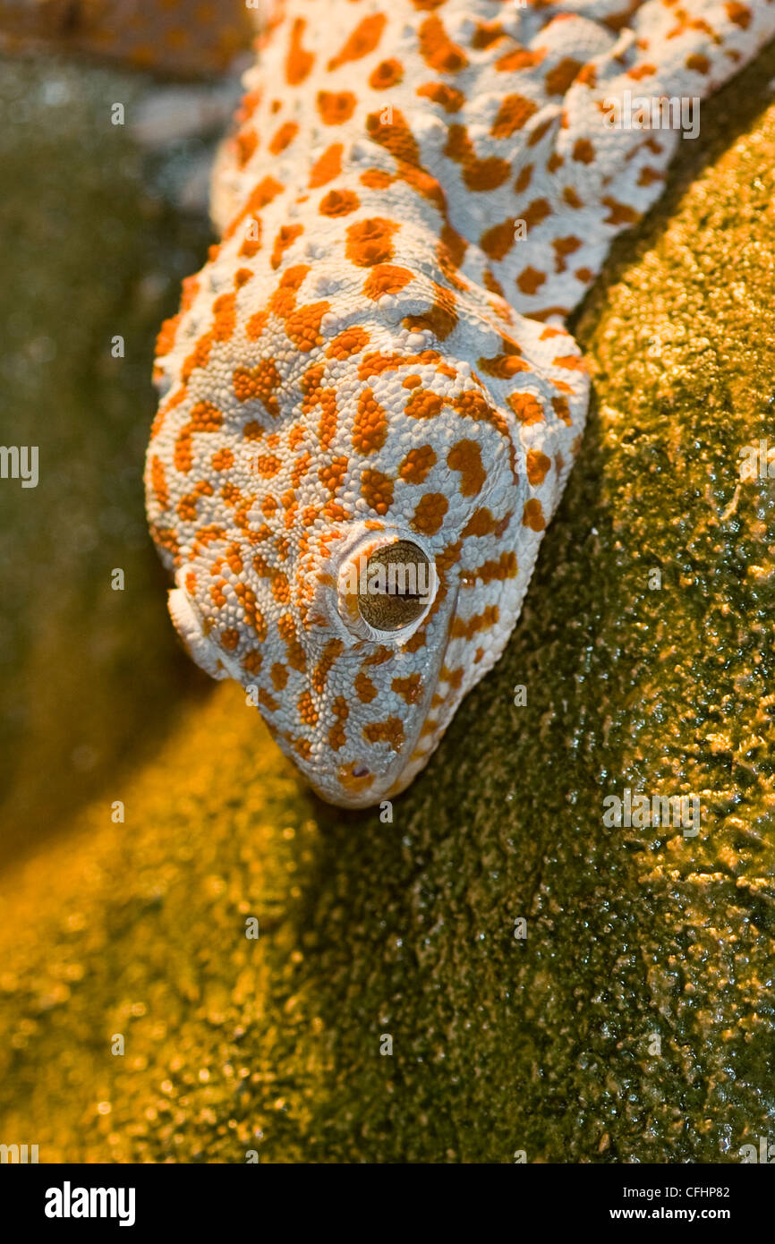 Tokay Gecko basking on rock Stock Photo