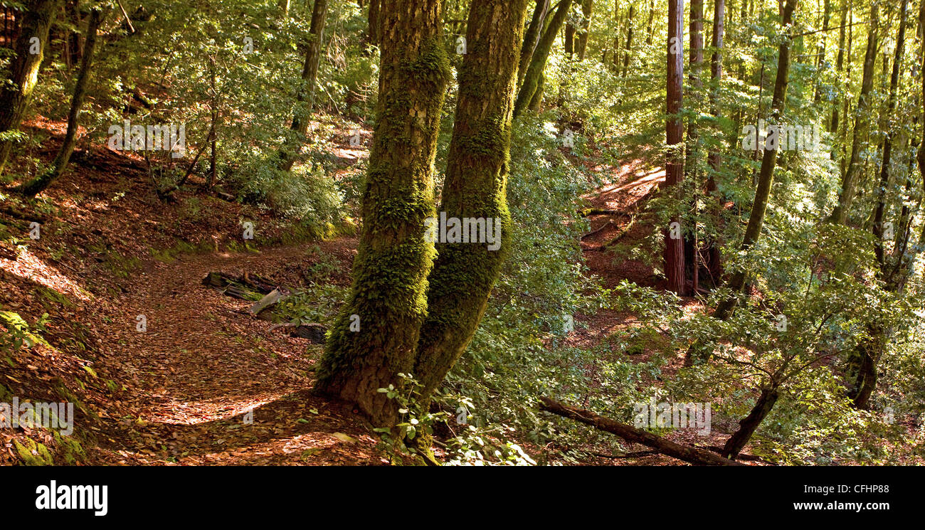 Hiking Path through temperate forest Stock Photo