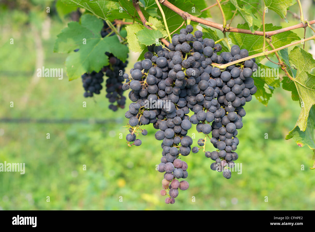 Purple grapes growing on vine Stock Photo Alamy