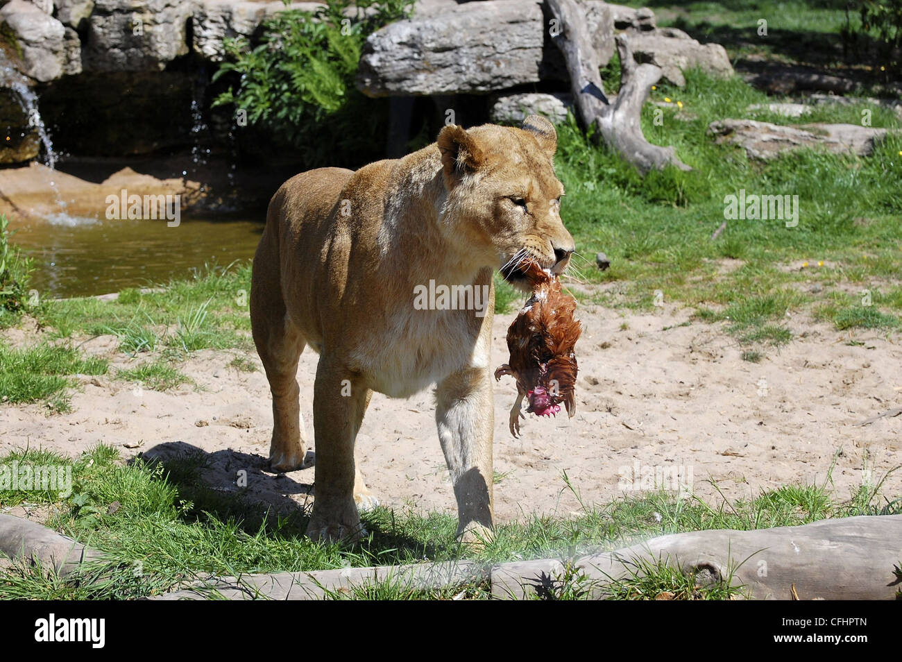 Female zoo keeper hi-res stock photography and images - Alamy