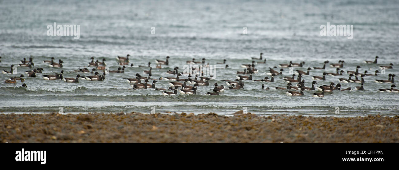 Brants Geese gathering at their mirgratory feeding grounds at Parksville Vancouver Island BC Canada. SCO 8096 Stock Photo