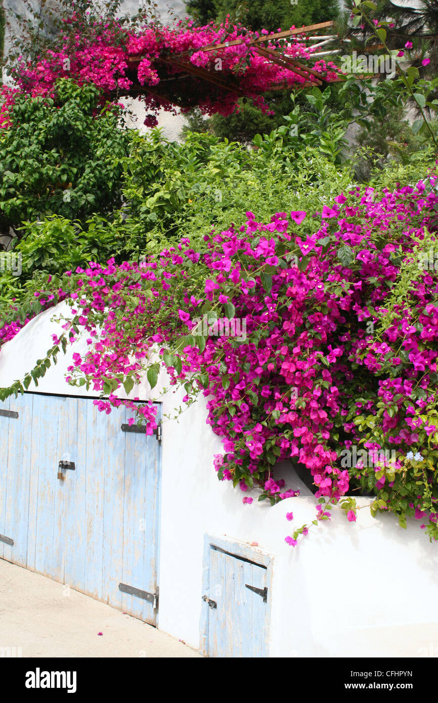 Tropical pink bougainvillea flowers growing on top of garage Stock Photo