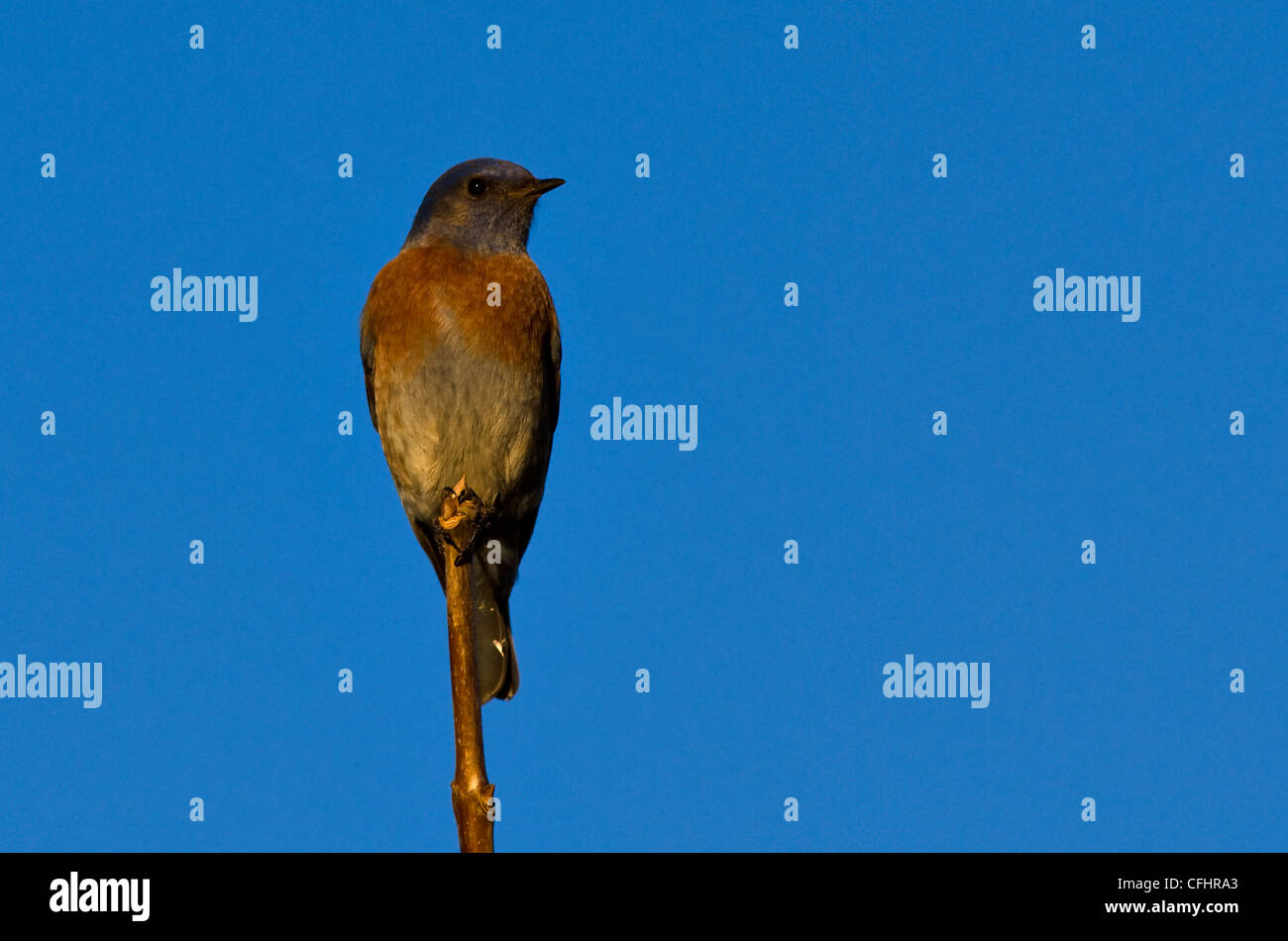 Western Bluebird perched Stock Photo
