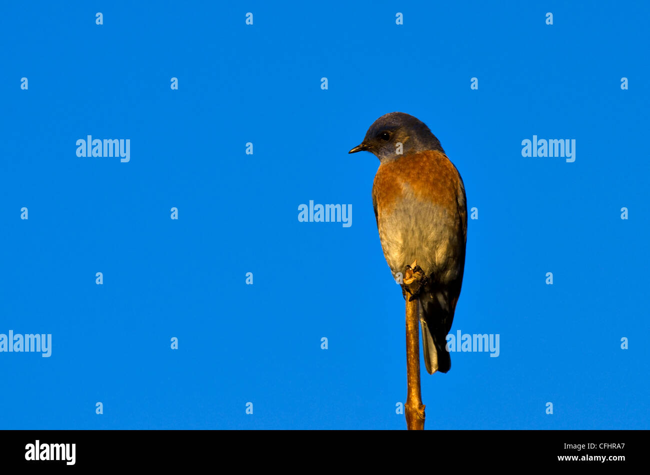 Western Bluebird perched Stock Photo