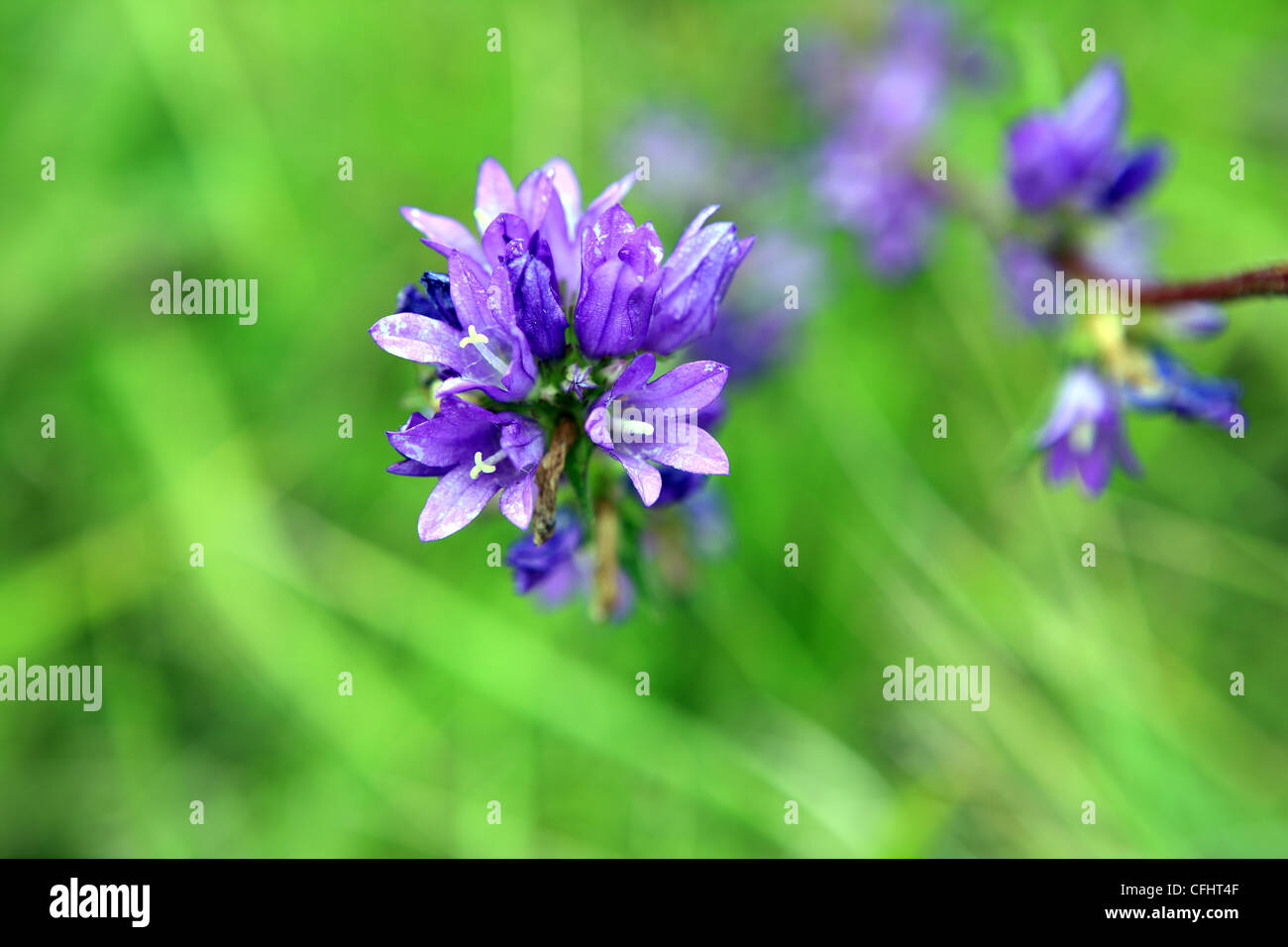 Campanula glomerata Bellflower in the French countryside Stock Photo