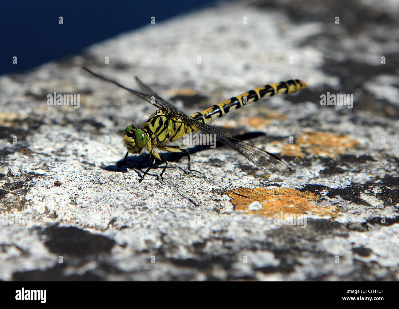 Dragonfly on stone Stock Photo