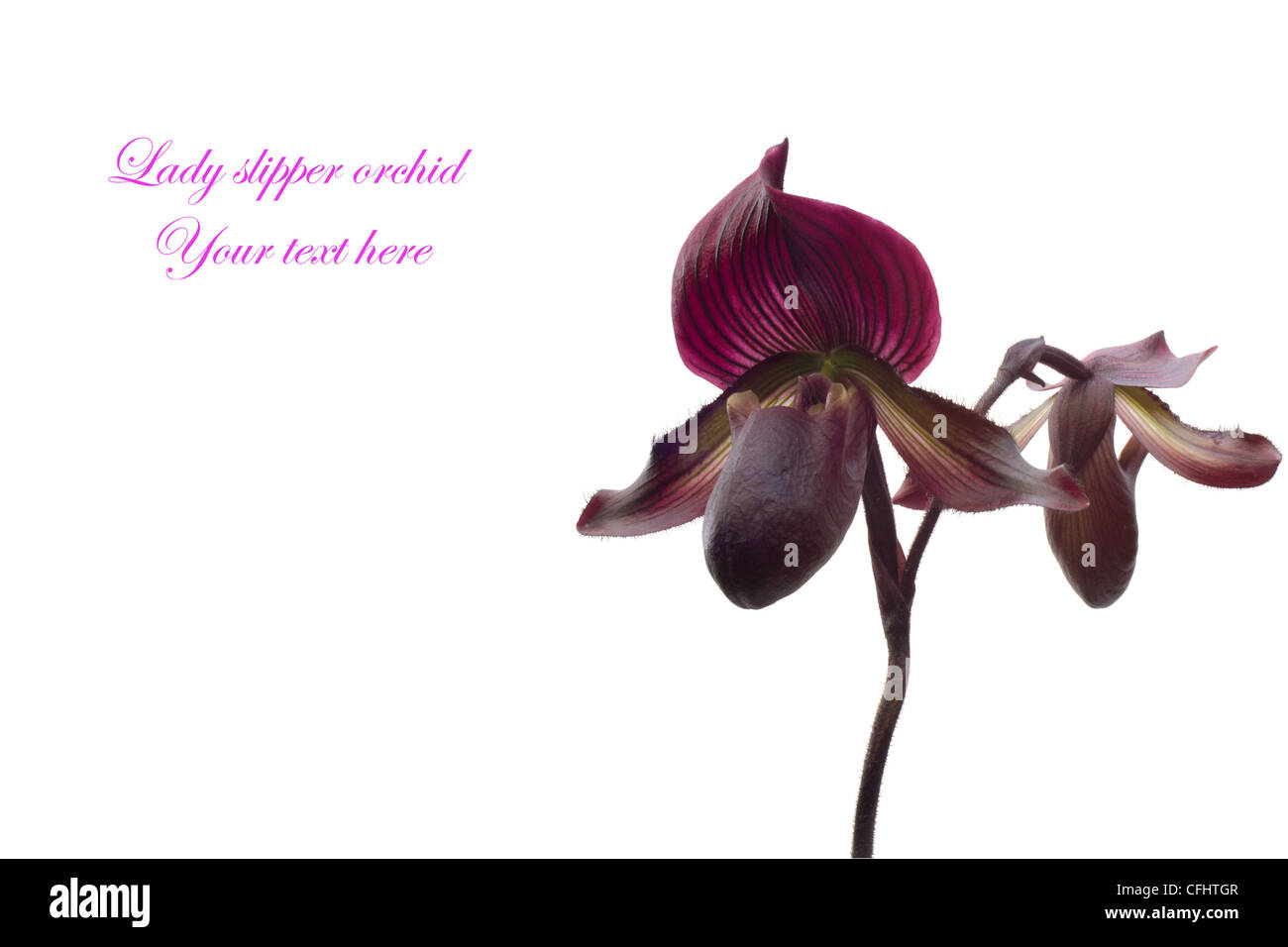 Paphiopedilum isolated On White background Stock Photo - Alamy