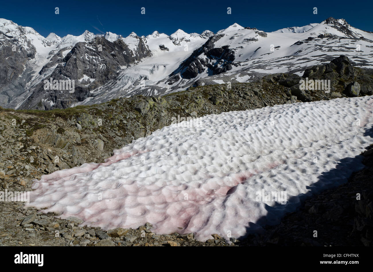 Italy Sudtirol Lombardy Alps Stelvio National Park Livrio Mountain Pink Snow Due Chlamydomonas  Alga Stock Photo