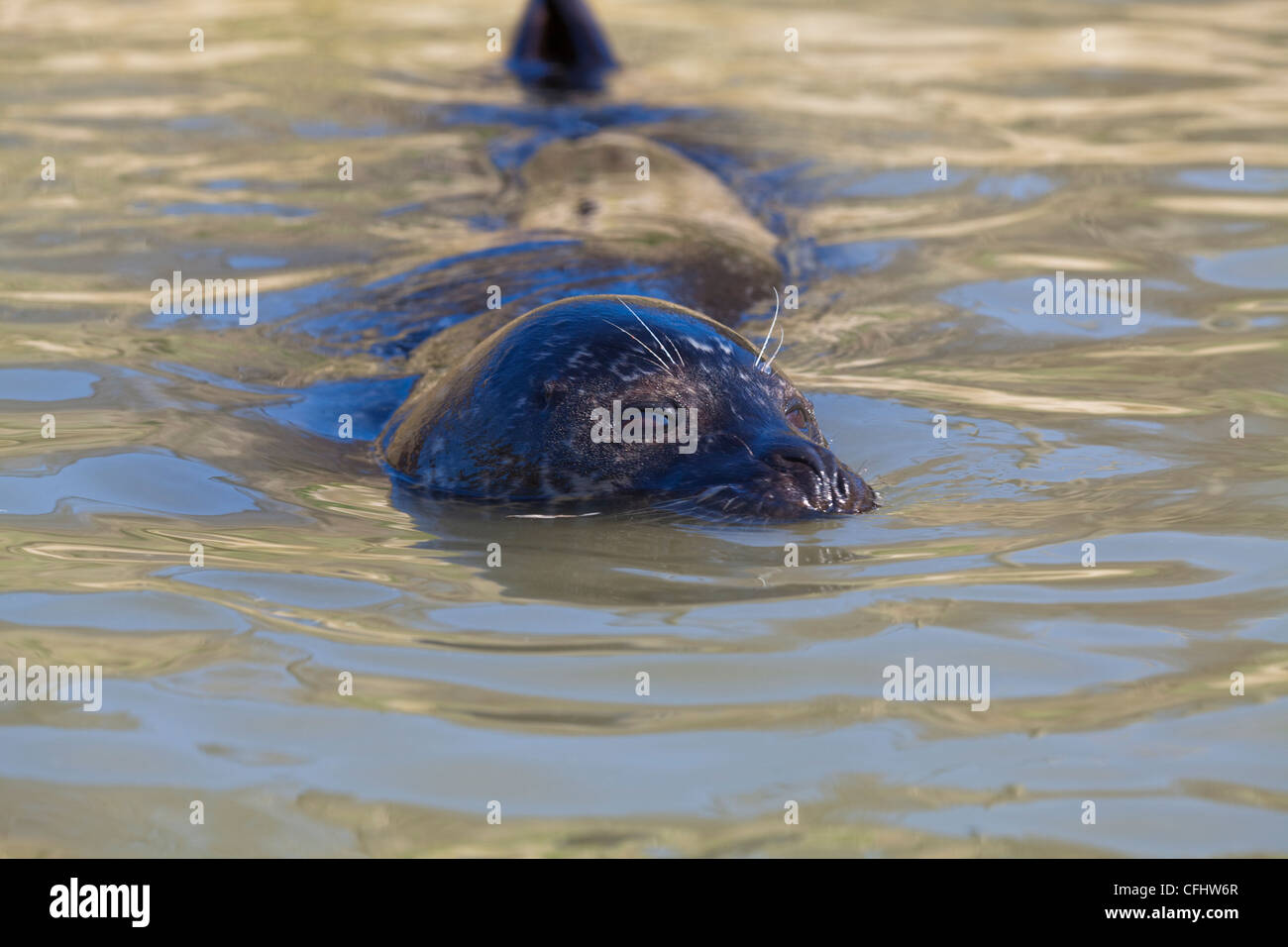 COMMON OR HARBOUR SEAL (Phoco vitulina). Swimming. Head with sensory organs, eyes, ears and nostrils, on water line. Stock Photo