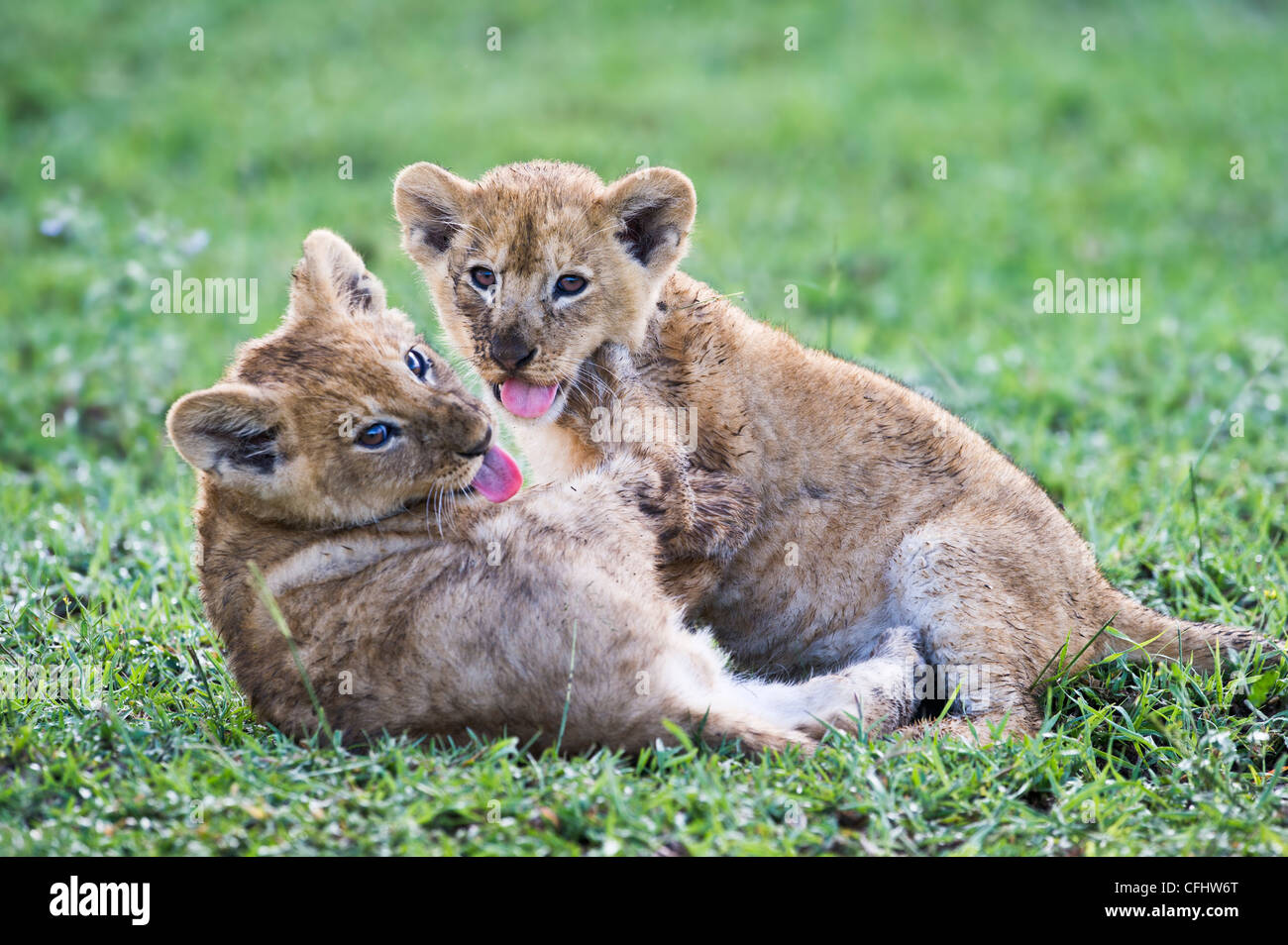 African Lion cubs playing, around 10 weeks old, Big Marsh, Ngorongoro, Tanzania Stock Photo