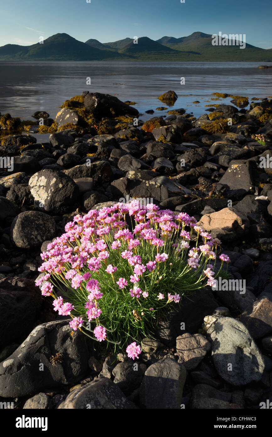 Thrift flowering on shoreline of Loch Na Keal, Isle of Mull, Scotland, June 2011 Stock Photo