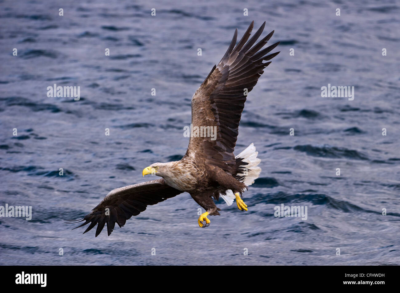 Male White-tailed Sea Eagle swooping to take a fish from the water's surface, Loch Na Keal, Isle of Mull, Scotland (baited) Stock Photo