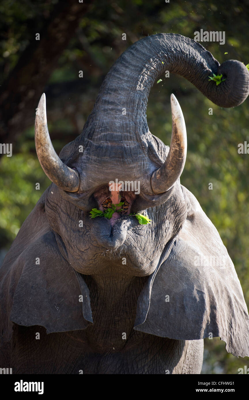 Adult bull African Elephant feeding. Banks of the Luangwa River. South Luangwa National Park, Zambia. Stock Photo