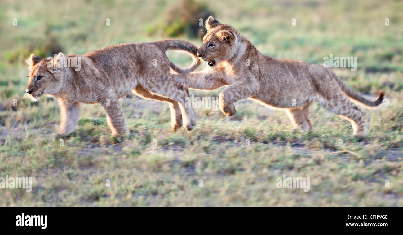 African Lion cubs, around 4 months old, playing together, Big Marsh, Serengeti, Tanzania Stock Photo