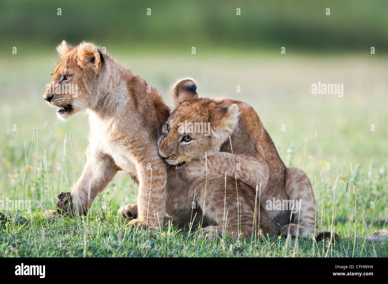 African Lion cubs, around 4 months old playing together, Big Marsh, Serengeti, Tanzania Stock Photo
